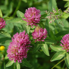 Red Clover