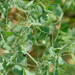 Pea Sprout