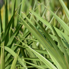 Saw Palmetto